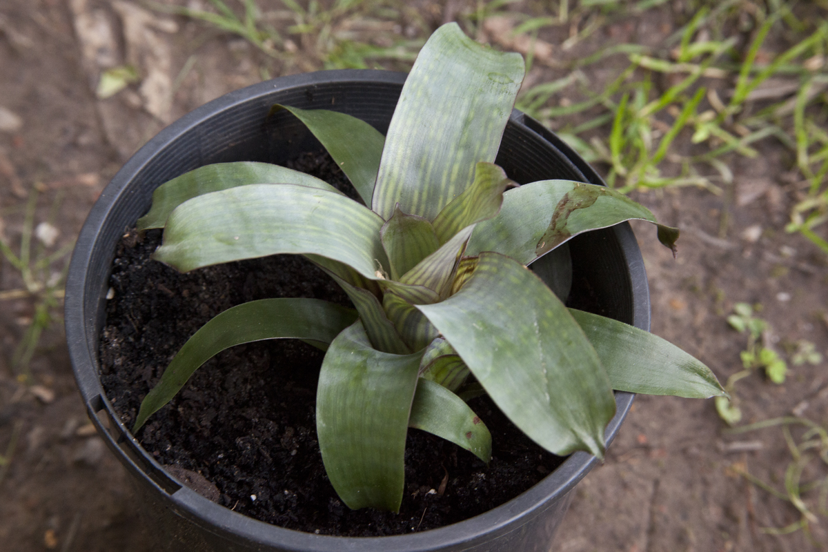 Vriesea Flammea
